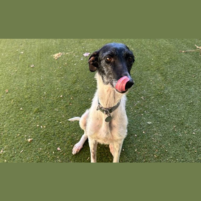 Photo of Lily