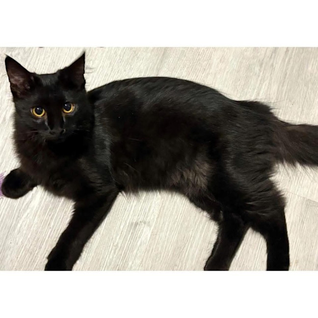 Photo of 11783   Thorin