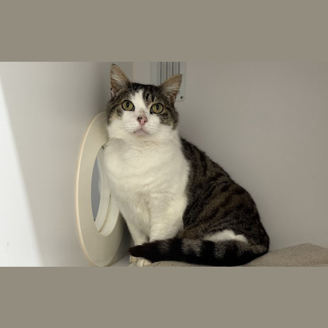 Photo of Baxter