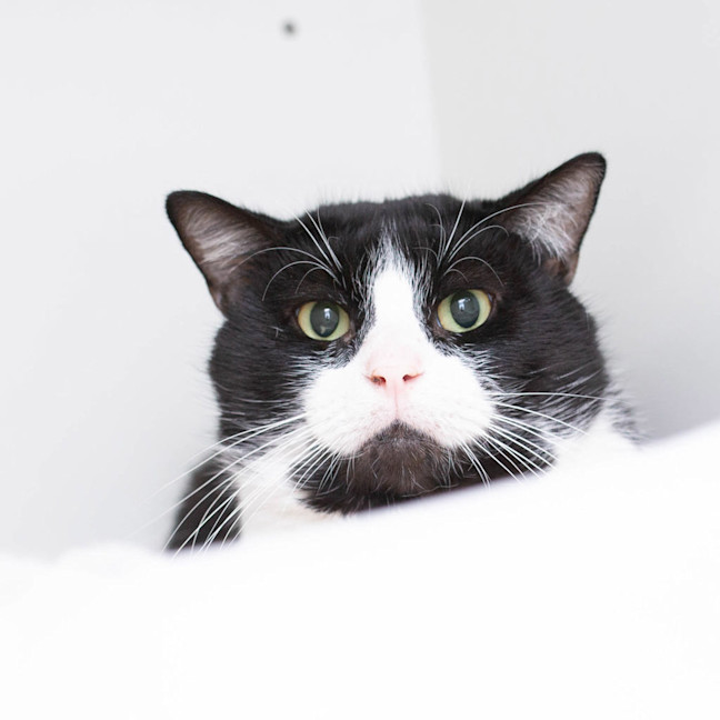 Photo of Miso