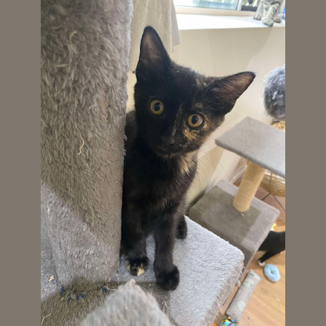 Photo of Diana (K40)