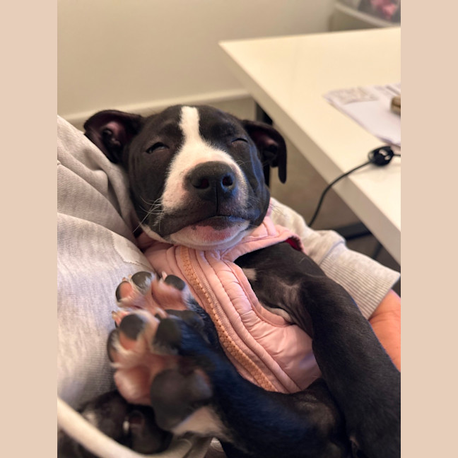 Photo of 🌼 Daisy 🌼 