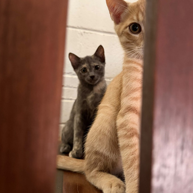 Photo of Blue