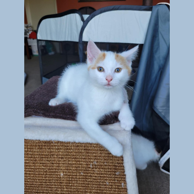 Photo of Flynn   Located In Deer Park