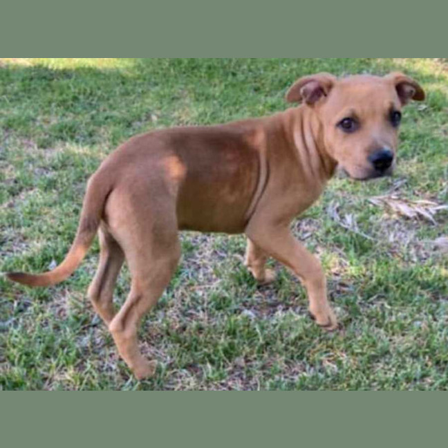 Photo of Walter ~ Staffy X Beagle Puppy