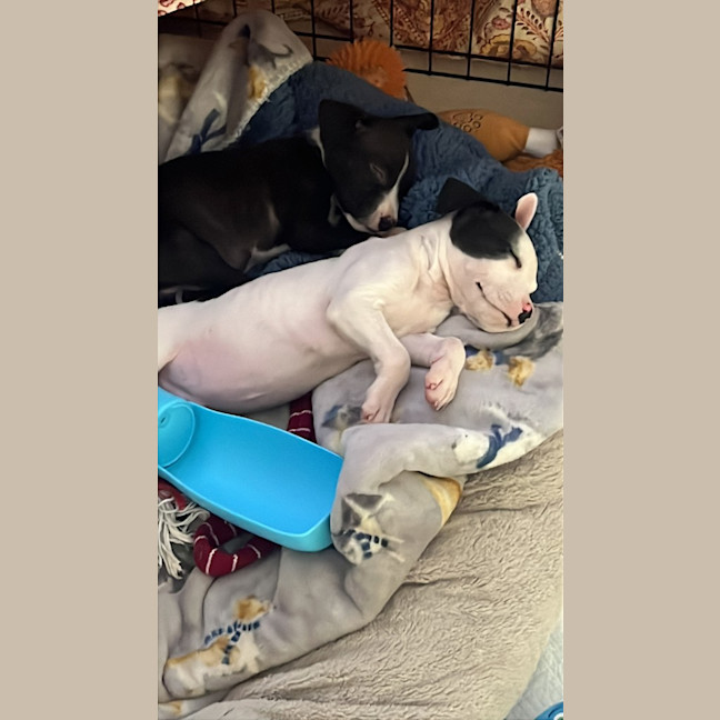 Photo of Abacus Crunch