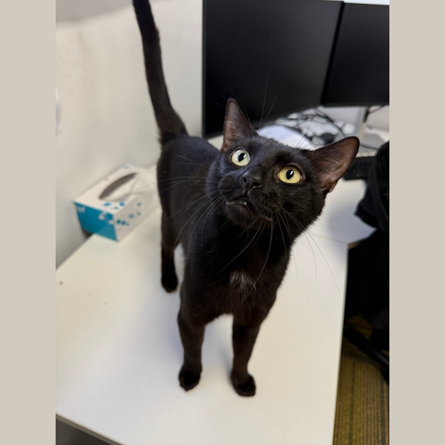 Photo of Shadow