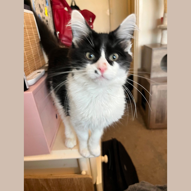 Photo of Deputy *9 Lives Project Rescue*