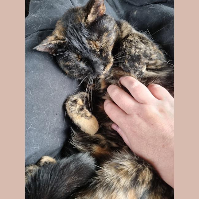 Photo of Bonnie