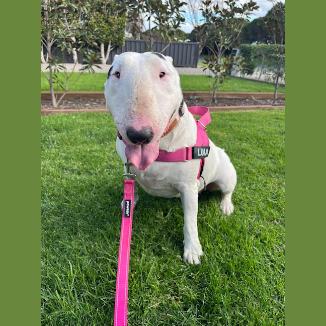 Photo of Luna