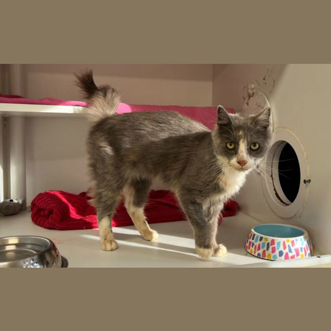 Photo of Freya