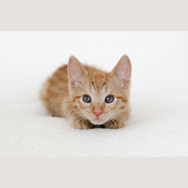 Photo of Rupert
