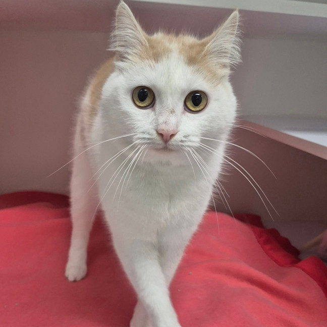Photo of Lady Nubbins