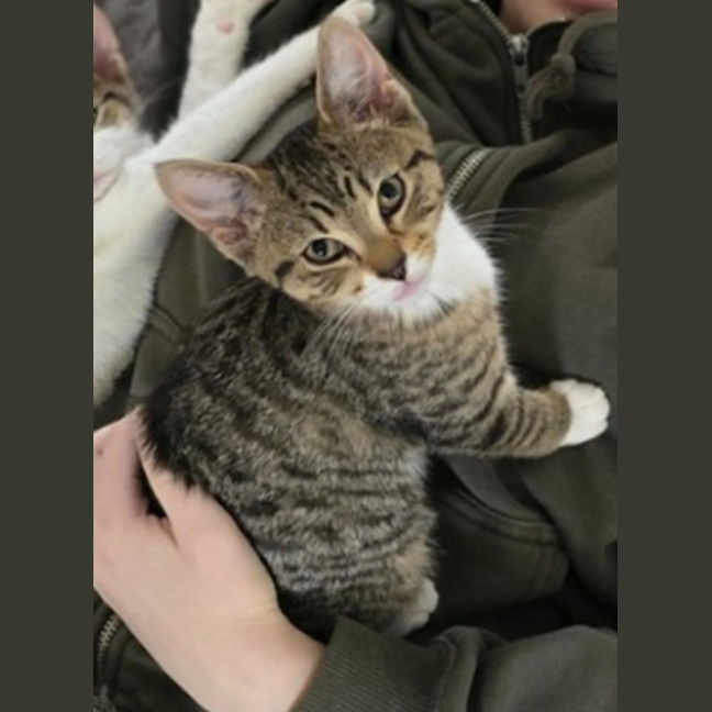 Photo of Juliet Meet Me@Carrum Downs Petstock Store