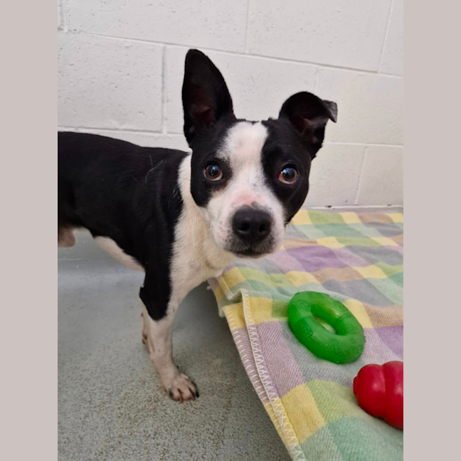 Photo of D1053 Alvin