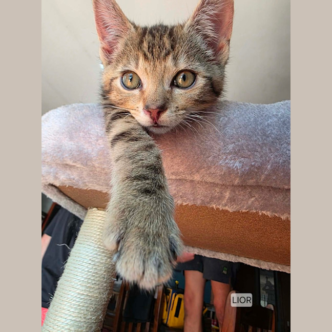 Photo of Lior & Ruel