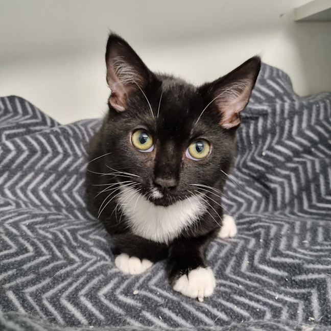 Photo of Mango