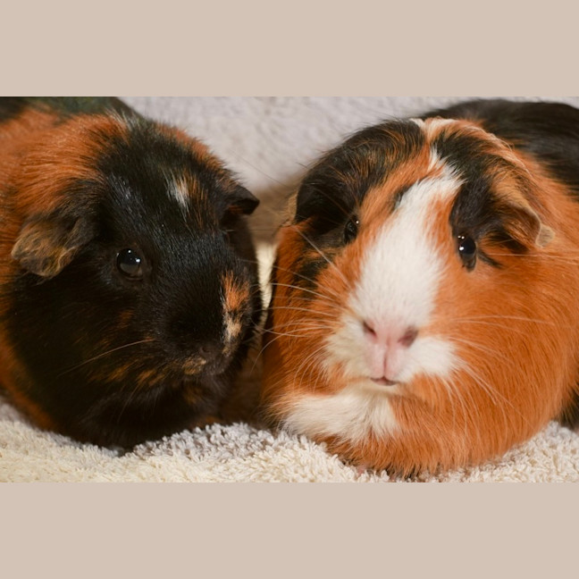 Photo of Sausage & Nutmeg