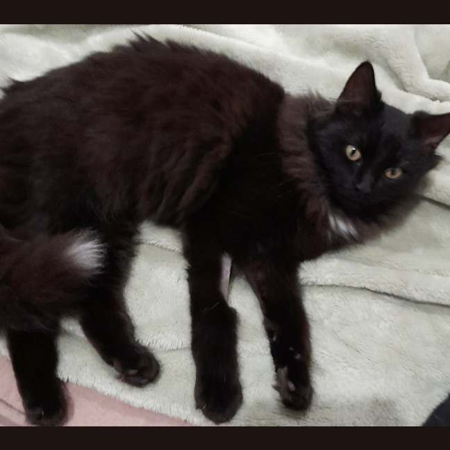 Photo of Ember
