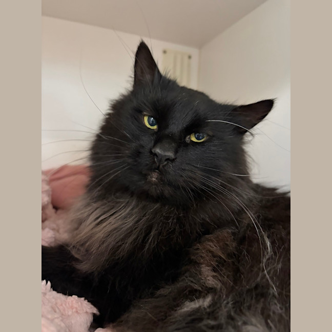 Photo of Percival