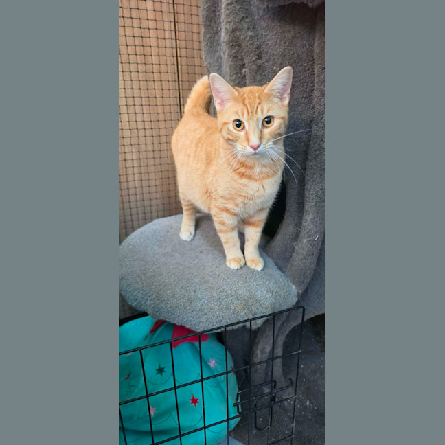 Photo of Richard ** 2nd Chance Cat Rescue**