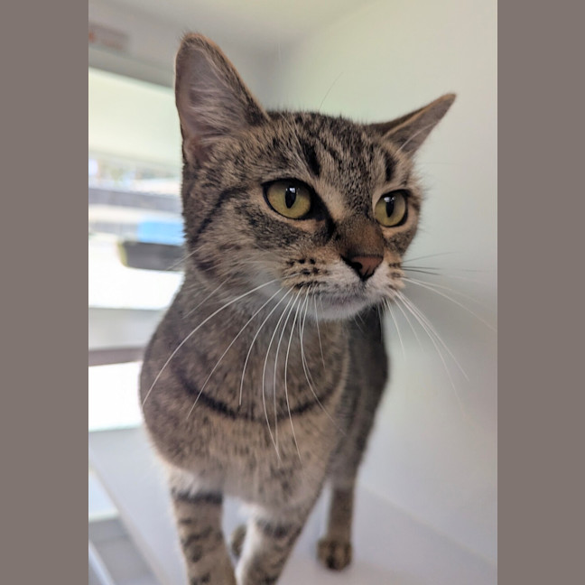 Photo of Hazelnut 