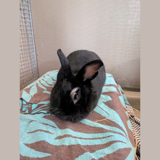 Photo of Chippy
