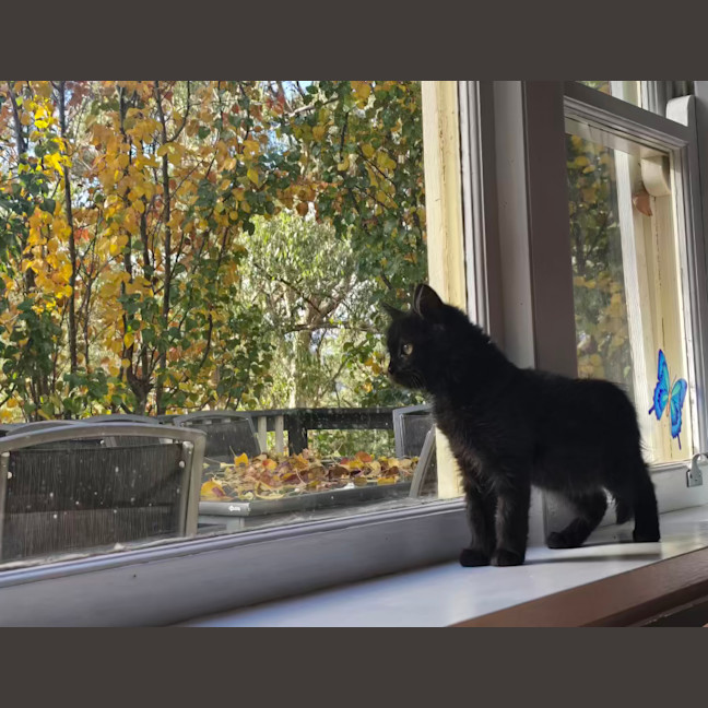 Photo of Meowcolm 