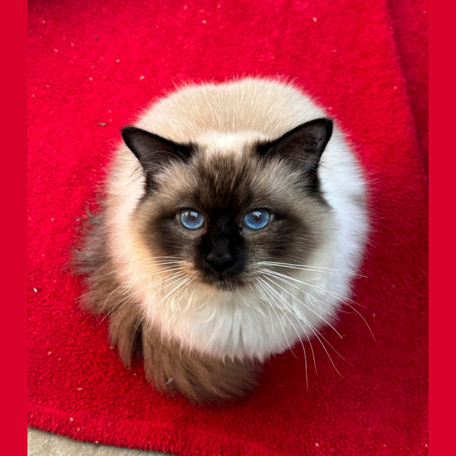 Photo of William Wallace