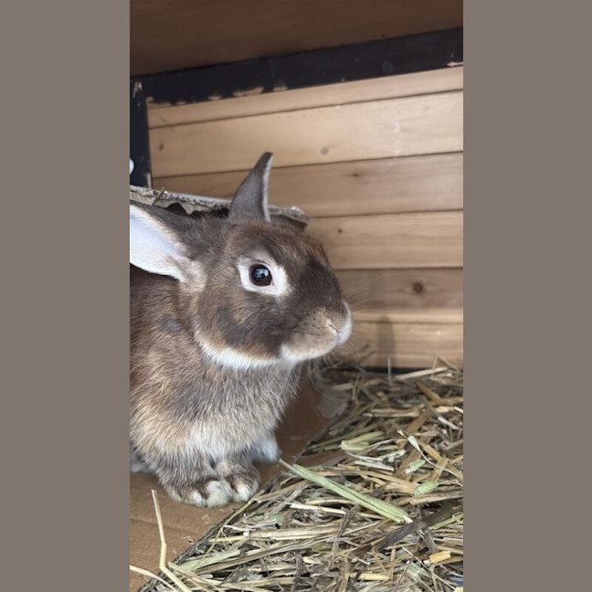 Photo of Cinnamon Toast