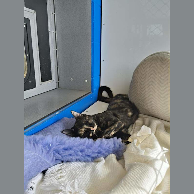 Photo of Olive