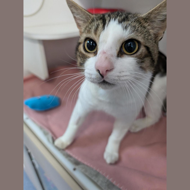 Photo of Pirate