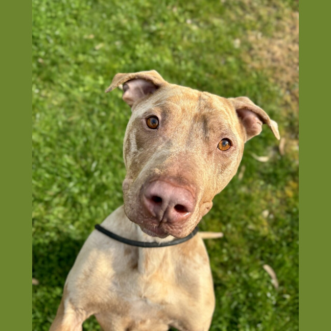 Photo of Mocha