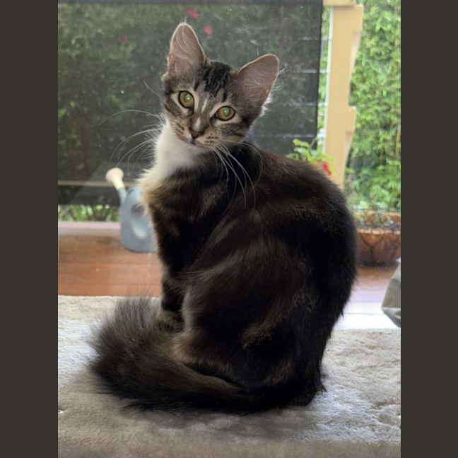 Photo of Molly   Available At Pe Tquarters Glendale