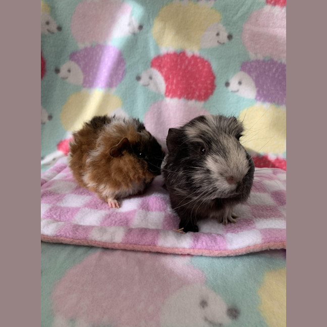 Photo of Dorian Grey And Kevin