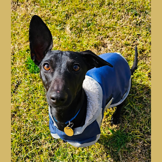 Photo of Twinkie