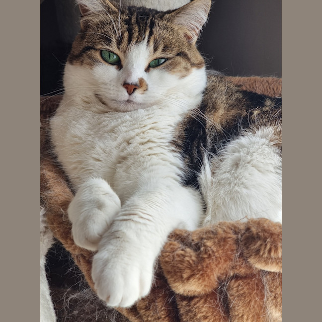 Photo of Monkey The Moon Cat 