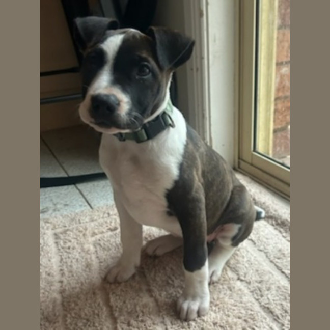 Photo of Lexie 🎯Adorable Staffy Puppy