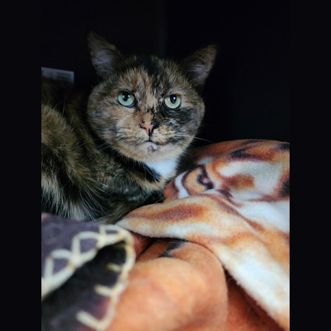 Photo of Charlie And Nala 