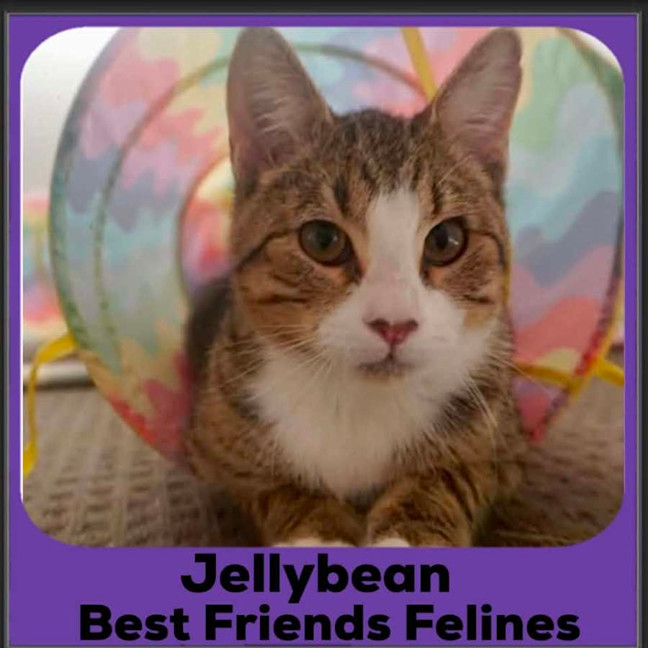 Photo of Jellybean 