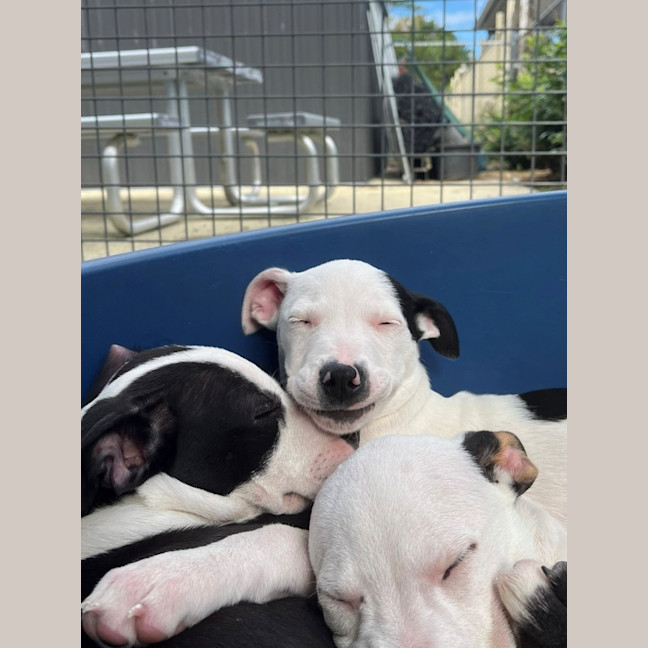 Photo of D1140 Micro