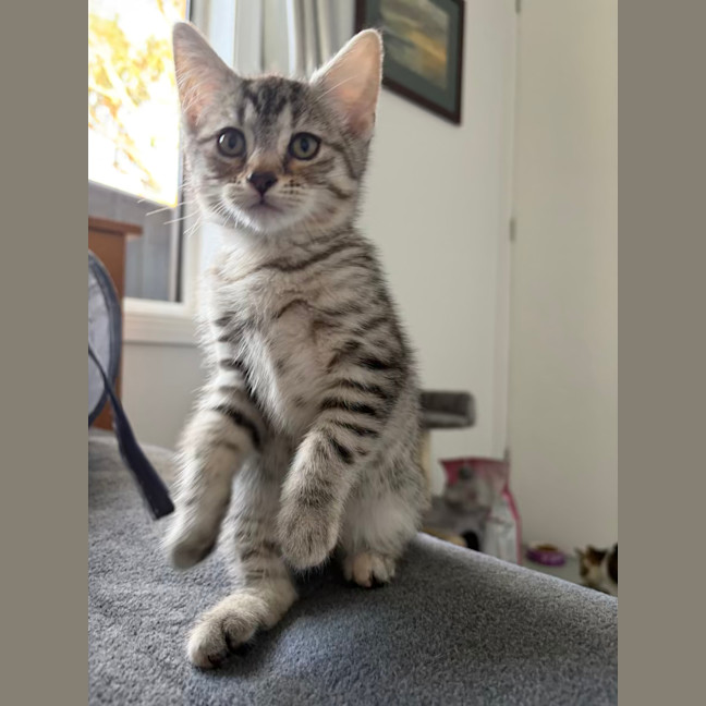 Photo of Nutmeg