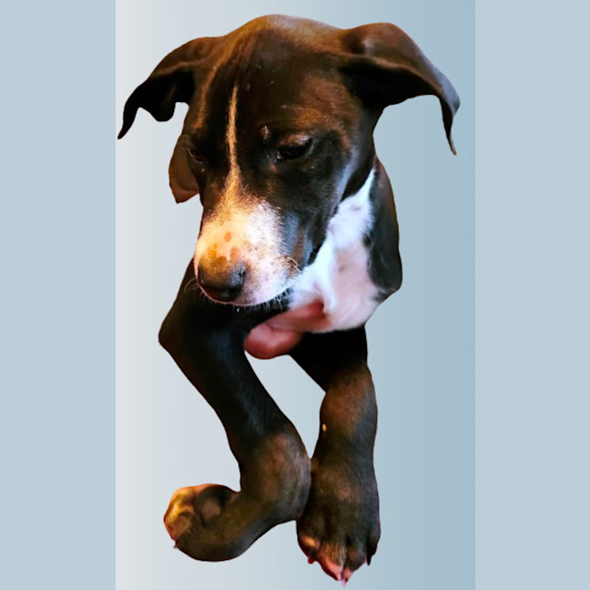 Photo of Cody 😎 8 Month Old Male Mixed Breed