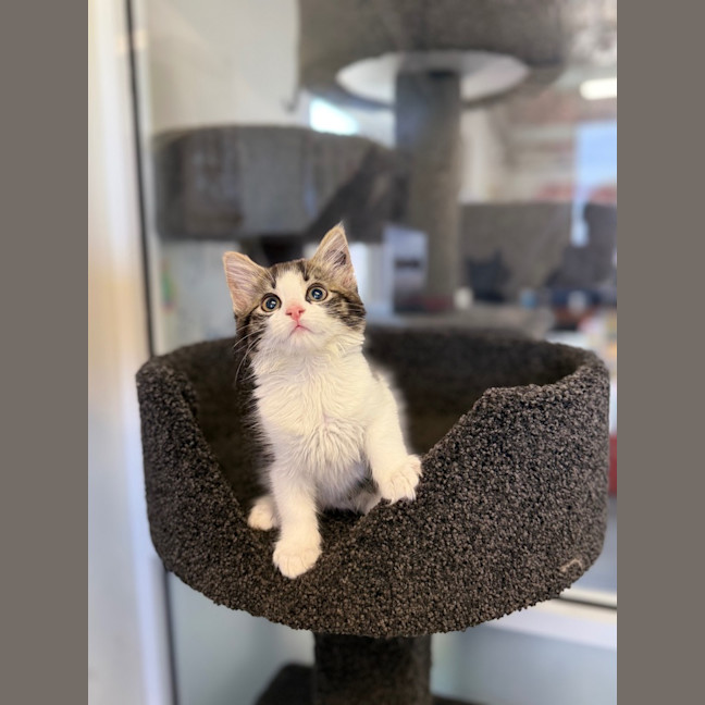 Photo of Pippin