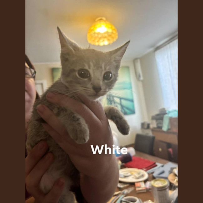 Photo of Eidie (K46)