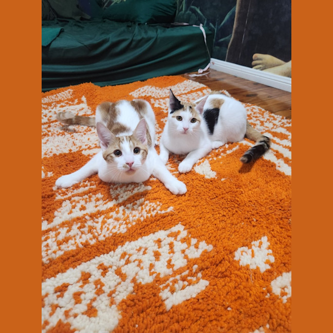 Photo of Berlioz And Aurora