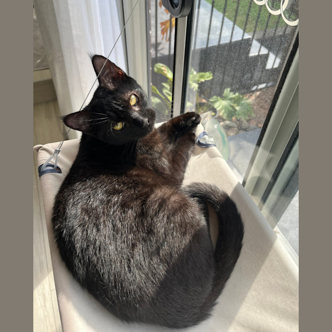 Photo of Vader