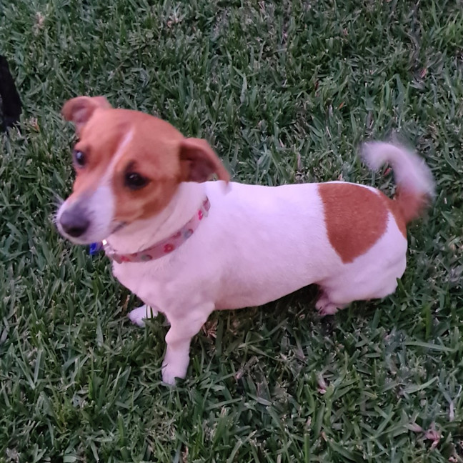 Photo of Skye   4 Year Old Jack Russell Terrier (Trial)