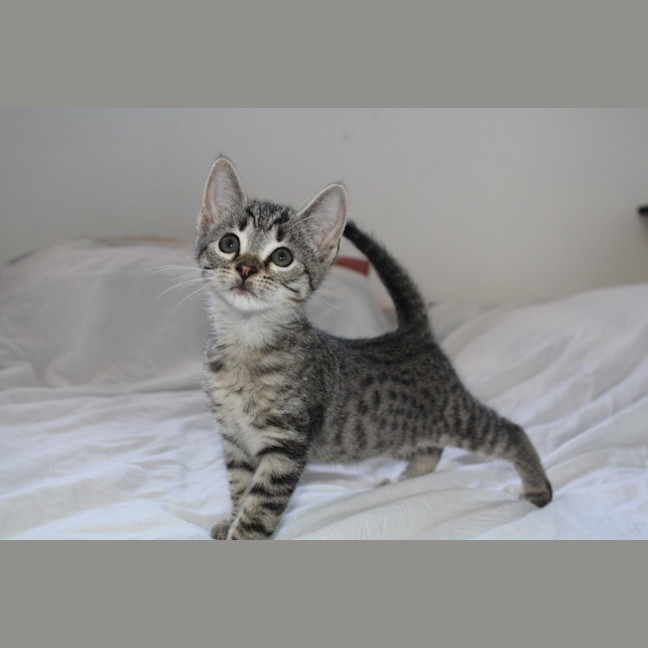 Photo of Bean