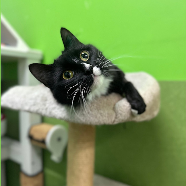 Photo of Sammy Sweetheart